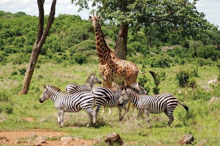 Africano Park