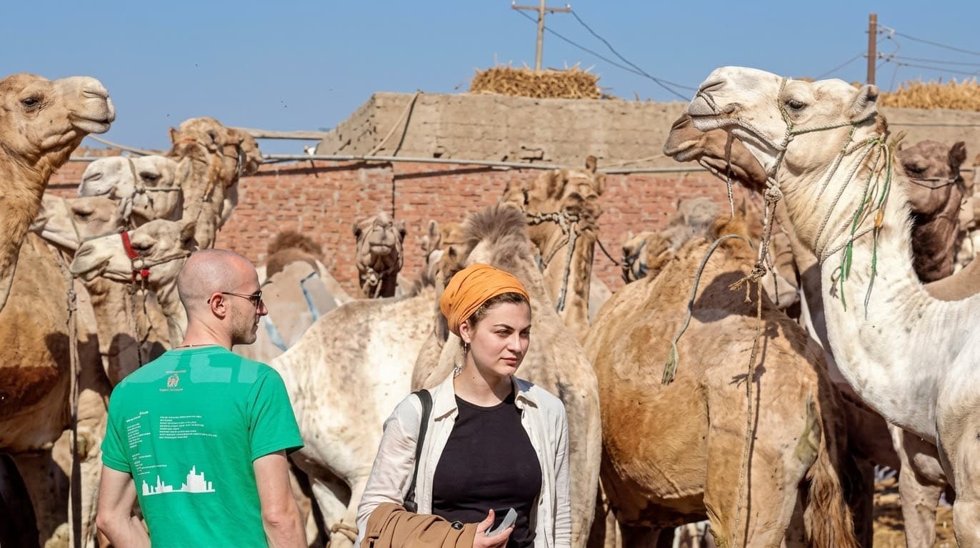 Camel market