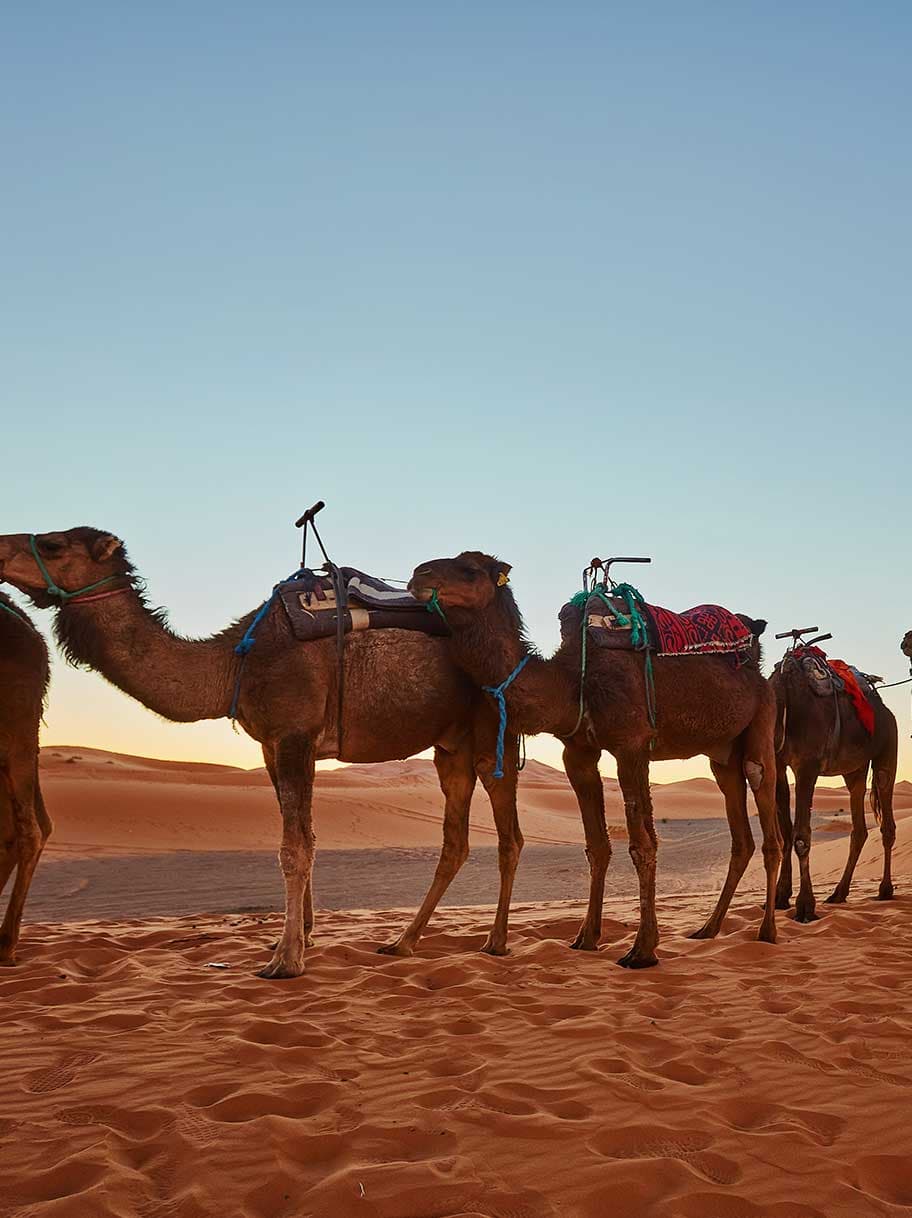 Camel Trekking in the White Desert – 7 Days / 6 Nights