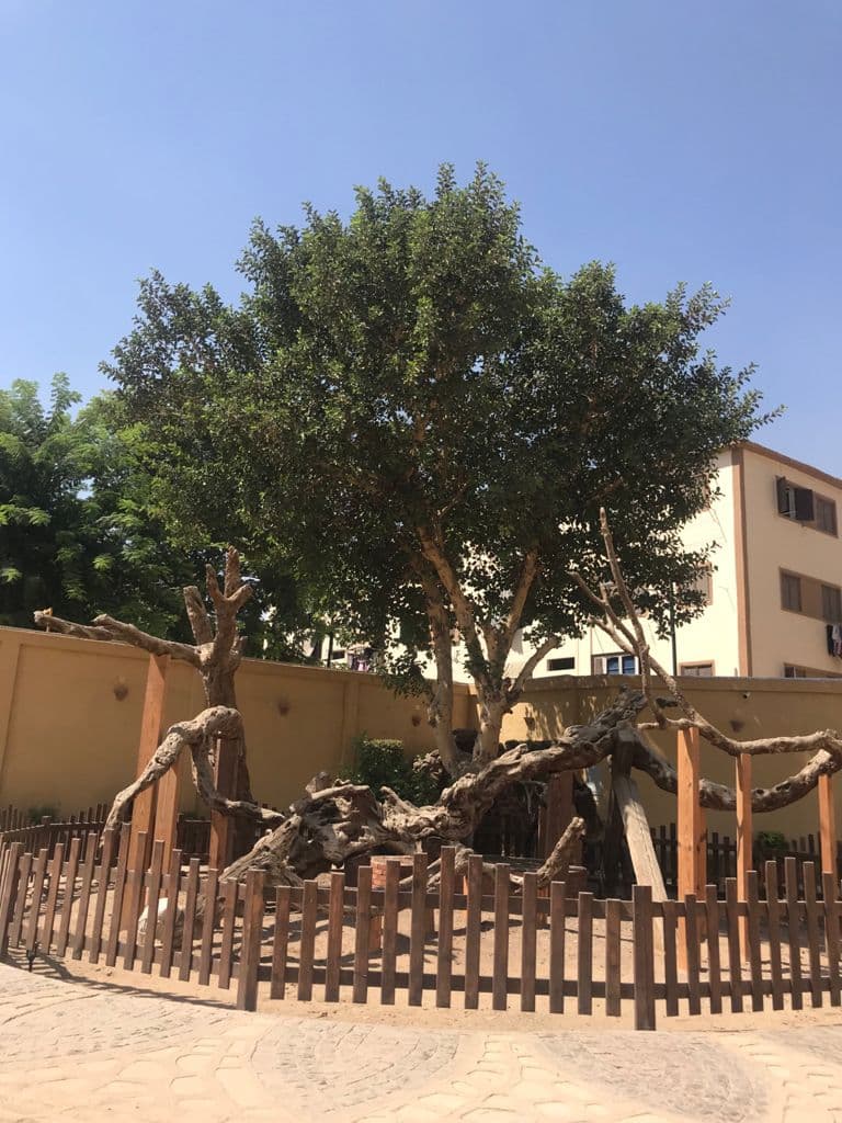 The Virgin Mary's tree, El-Matareya, Cairo Governorate