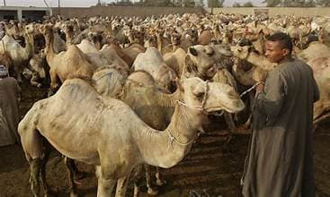 Birqash Camel Market Half Day Tour