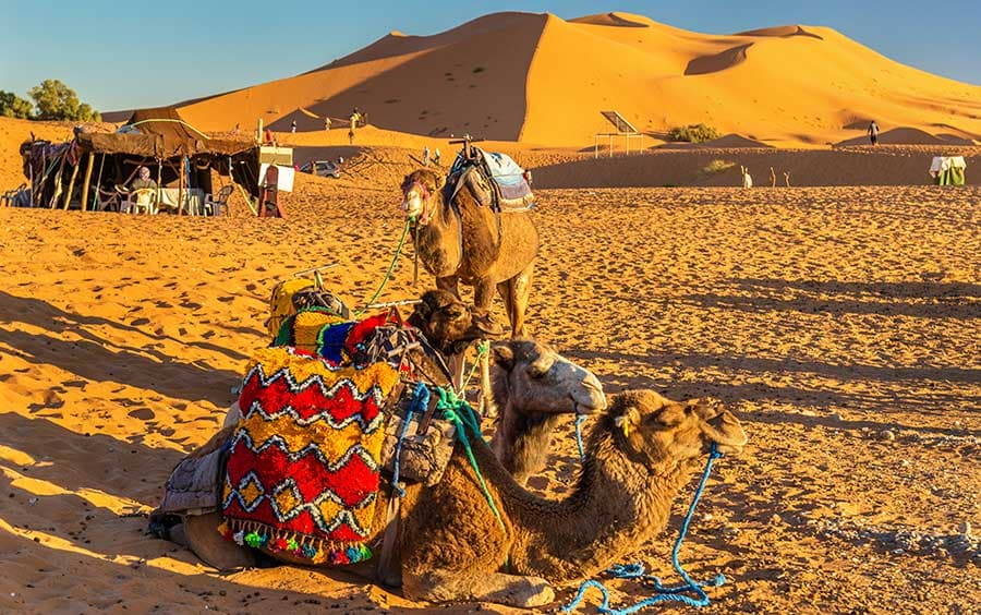 Camel Trekking in the White Desert – 7 Days / 6 Nights
