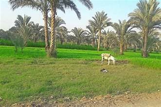 Egyptian Countryside Tour & Real Life Tour with an Egyptian Family