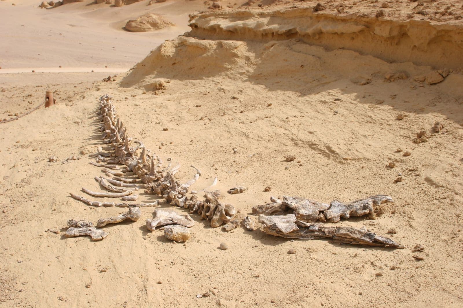 A fossil whale skeleton lying in the sand at Wadi El Hitan, Fayoum