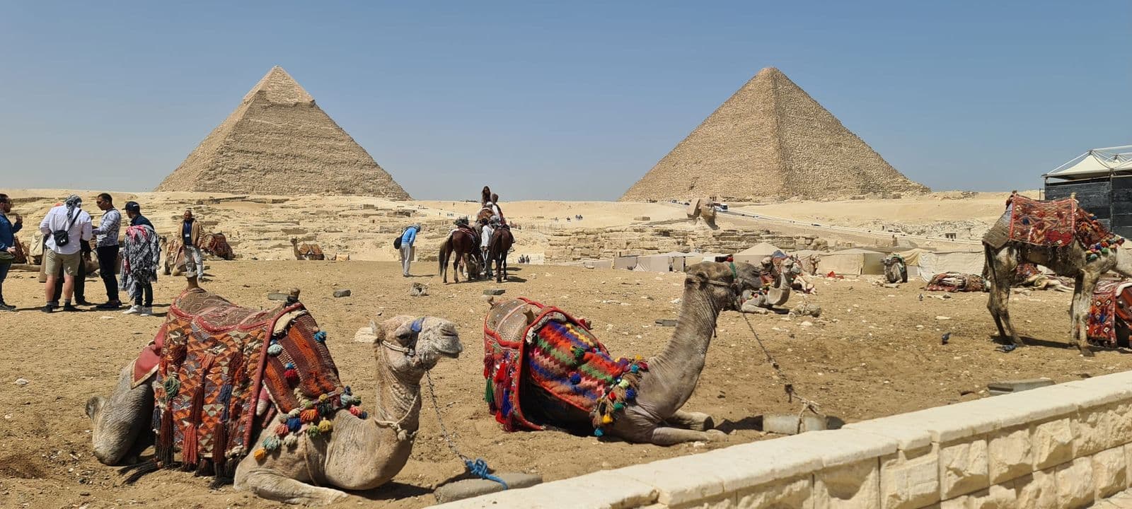 Camels in bright saddle blankets resting on the Giza plateau below the pyramids