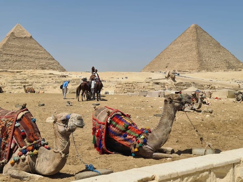 Camels in bright saddle blankets resting on the Giza plateau below the pyramids