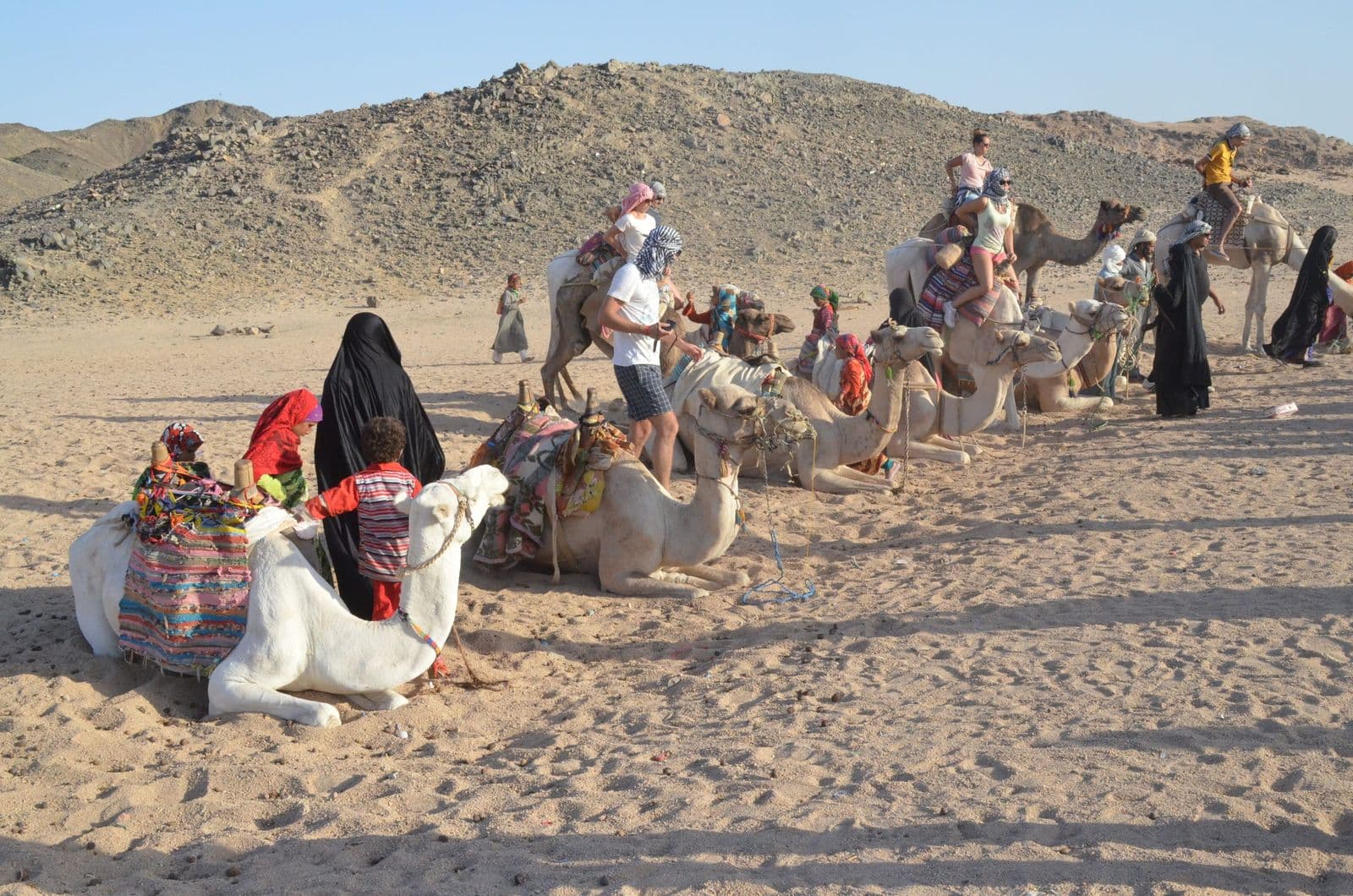 Camels resting at a Bedouin camp in the mountains behind Hurghada