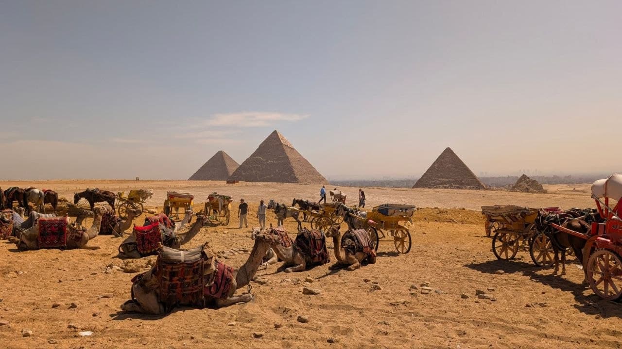 Resting camels in the desert with the pyramids of Giza on the horizon
