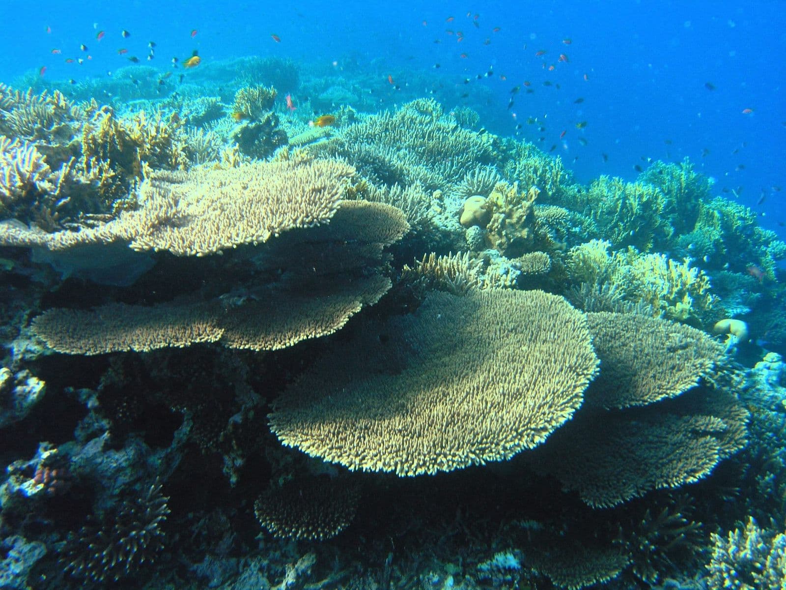 Table corals on a reef in the Red Sea