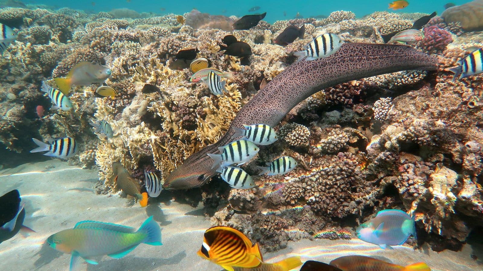 A moray eel and reef fish on a coral reef at Sharm El Sheikh