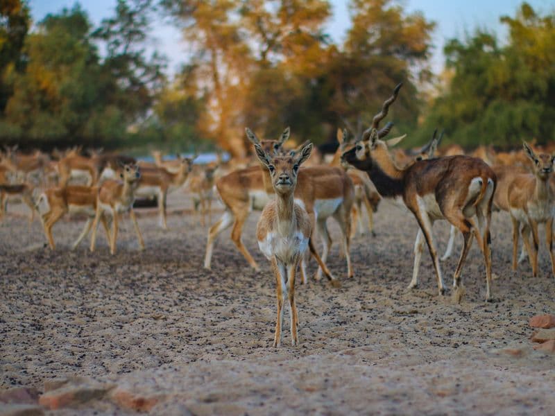 Africano Park Safari Adventure