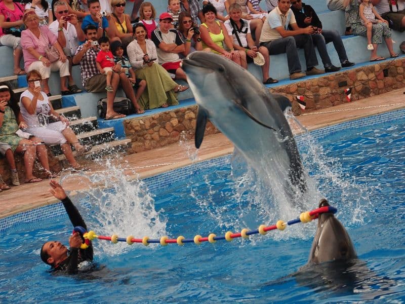 Dolphin Show in Sharm El Sheikh