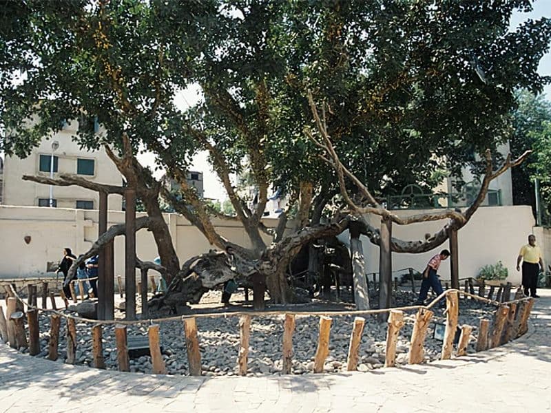Virgin-Mary-tree