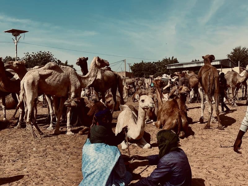 Daraw Camel Market