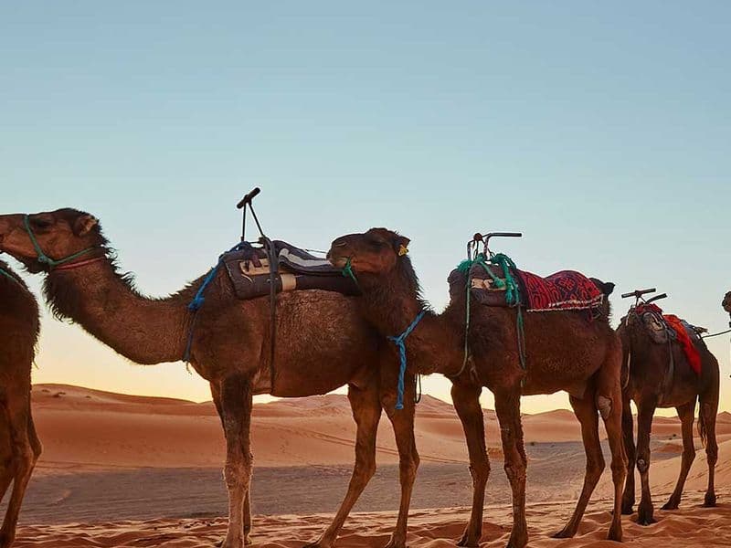 Camel Trekking in the White Desert – 7 Days / 6 Nights