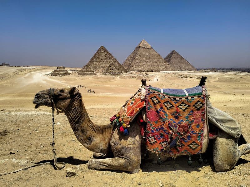 camel by the pyramids