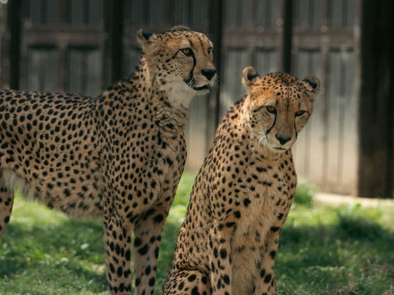A Wild Day of Wildlife, Nature & Adventure