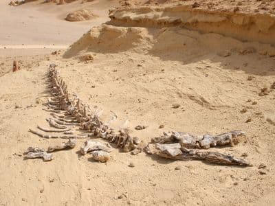 A fossil whale skeleton lying in the sand at Wadi El Hitan, Fayoum