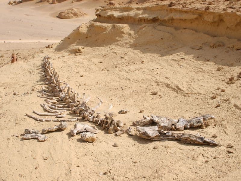 A fossil whale skeleton lying in the sand at Wadi El Hitan, Fayoum