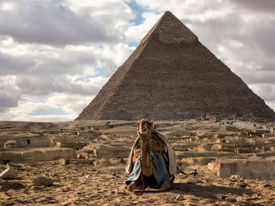 A camel sitting in front of the Pyramid of Khafre at Giza