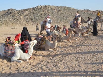 Camels resting at a Bedouin camp in the mountains behind Hurghada