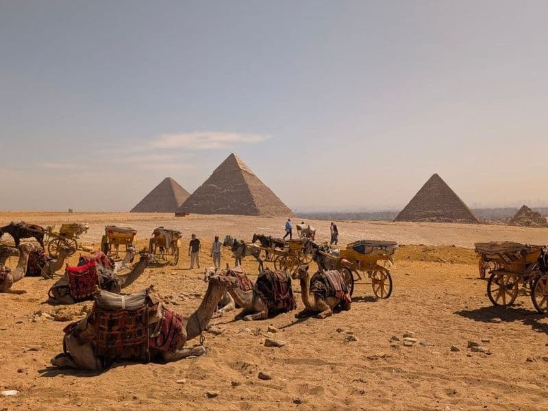 Resting camels in the desert with the pyramids of Giza on the horizon