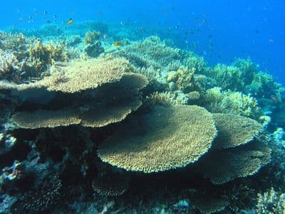 Table corals on a reef in the Red Sea