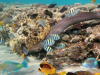 A moray eel and reef fish on a coral reef at Sharm El Sheikh