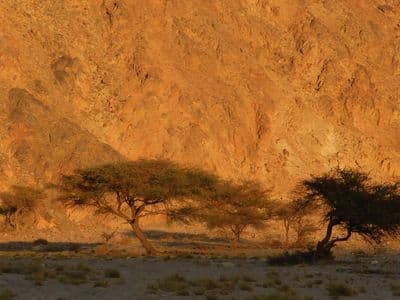 Acacia trees below golden cliffs in a South Sinai wadi in the late afternoon